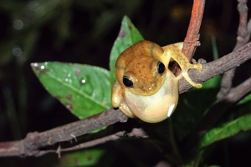 Balfour's Reed Frog