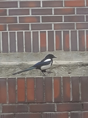 Pica serica