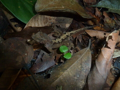 Anolis wilsoni