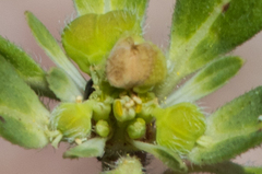 Euphorbia cuphosperma