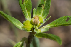 Euphorbia cuphosperma