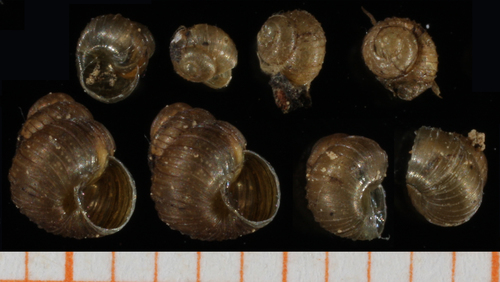 Boreal Grass Snail