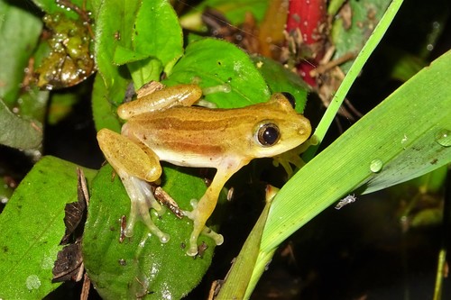Four-lined Spiny Reed Frog