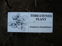 Gunnera hamiltonii