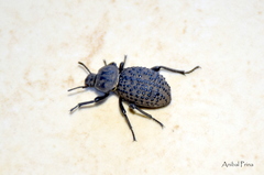 Scotobius pilularius