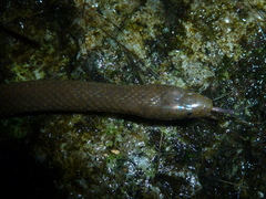 Hydromorphus concolor