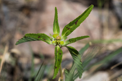 Euphorbia cuphosperma