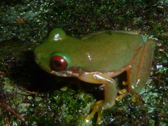 Duellmanohyla salvavida