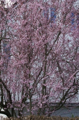 Prunus cerasifera