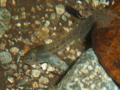 Atlantihyla spinipollex