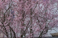 Prunus cerasifera