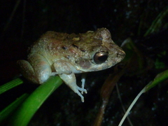 Craugastor aurilegulus