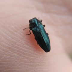 Meliboeus amethystinus