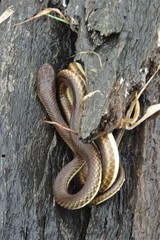 Psammophis