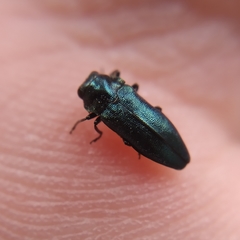 Meliboeus amethystinus