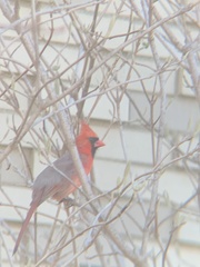 Cardinalis cardinalis