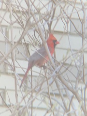 Cardinalis cardinalis