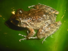 Craugastor aurilegulus