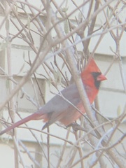 Cardinalis cardinalis