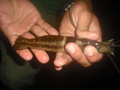 Macrobrachium carcinus