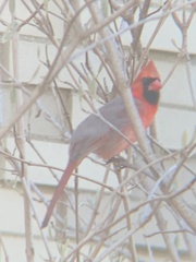 Cardinalis cardinalis