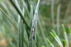 Schizolachnus pineti