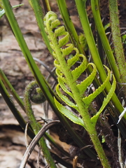 Asplenium scleroprium