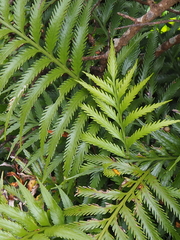 Asplenium scleroprium