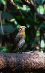 Cyornis