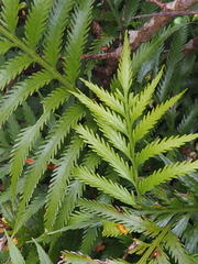 Asplenium scleroprium