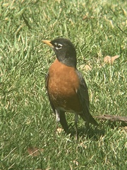 Turdus migratorius