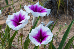 Ipomoea longifolia