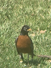 Turdus migratorius