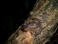 Craugastor aurilegulus