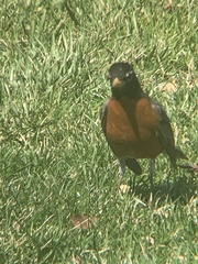 Turdus migratorius