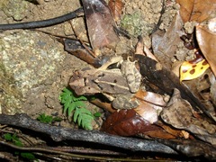 Incilius leucomyos