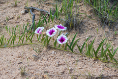 Ipomoea longifolia