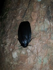 Megaloblatta blaberoides