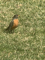 Turdus migratorius
