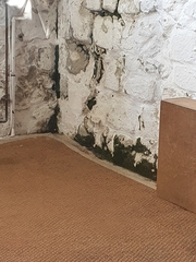 Eucladium verticillatum