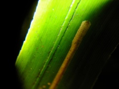 Stigmella progonopis