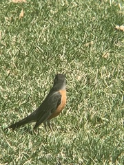 Turdus migratorius