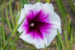 Ipomoea longifolia