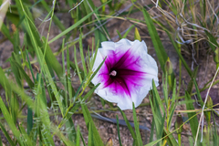 Ipomoea longifolia