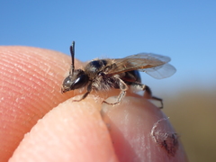 Andrena ventralis