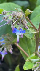 Trachystemon orientalis