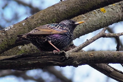 Sturnus vulgaris