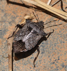 Glypsus conspicuus