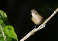 Synallaxis gujanensis