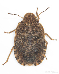Sciocoris microphthalmus